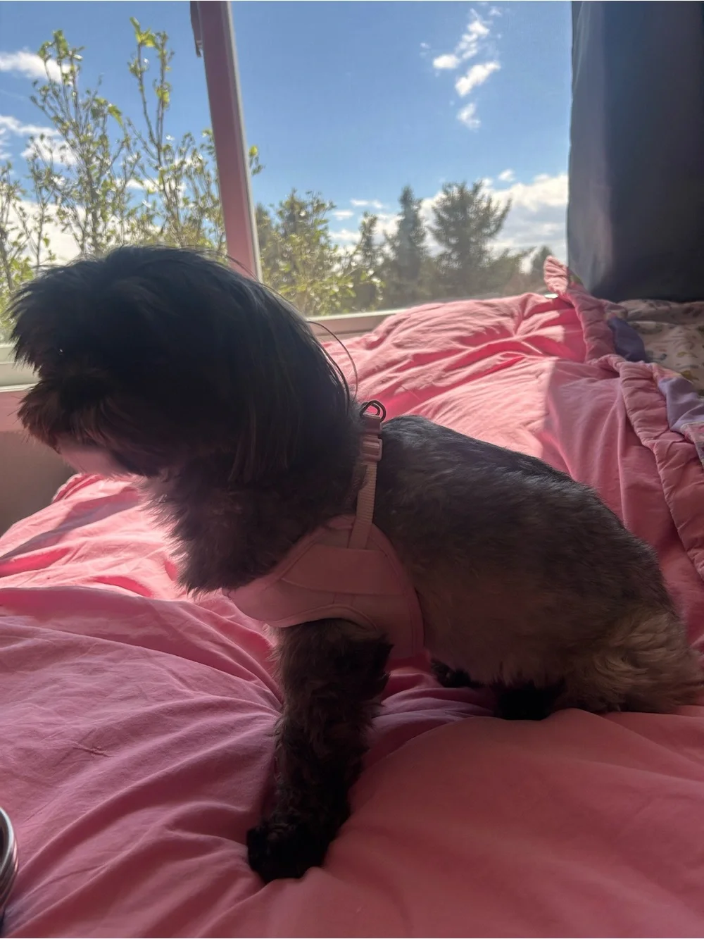 Pink Harness